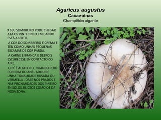 Agaricus augustus Cacavainas Champiñón xigante O SEU SOMBREIRO PODE CHEGAR ATA OS VINTECINCO CM CANDO ESTÁ ABERTO. A COR DO SOMBREIRO É CREMA E TEN COMO UNHAS PEQUENAS ESCAMAS DE COR PARDA. A CARNE É BRANCA E DESPOIS  ESCURÉCESE EN CONTACTO CO AIRE. O PÉ É ALGO OCO , BRANCO PERO POR RIBA DO ANEL ADQUIRE UNHA TONALIDADE ROSADA OU VERMELLA . DÁSE NOS PRADOS E NAS PROXIMIDADES DOS PIÑEIRO  EN SOLOS SILÍCEOS COMO OS DA NOSA ZONA. 