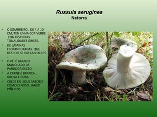 Russula aeruginea   Netorra O SOMBREIRO , DE 4 A 10 CM, TEN UNHA COR VERDE  CON DISTINTAS TONALIDADES GRISES. DE LÁMINAS ESBRANCUXADAS  QUE DESPOIS SE VOLTAN OCRES . O PÉ  É BRANCO MANCHADO DE PARDOGRISÁCEO. A CARNE É BRANCA , GROSA E DURA. CRECE EN  SOLO AREOSO COMO O NOSO , BAIXO PIÑEIROS . 