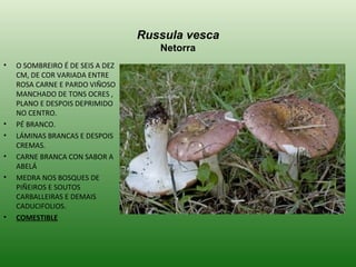Russula vesca Netorra O SOMBREIRO É DE SEIS A DEZ CM, DE COR VARIADA ENTRE ROSA CARNE E PARDO VIÑOSO MANCHADO DE TONS OCRES , PLANO E DESPOIS DEPRIMIDO NO CENTRO. PÉ BRANCO. LÁMINAS BRANCAS E DESPOIS CREMAS. CARNE BRANCA CON SABOR A ABELÁ MEDRA NOS BOSQUES DE PIÑEIROS E SOUTOS CARBALLEIRAS E DEMAIS CADUCIFOLIOS. COMESTIBLE 