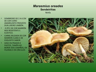 Marasmius oreades Sendeiriñas Ninfa SOMBREIRO DE 2 A 6 CM DE COR COIRO AMARELENTO PROVISTO DUN LIXEIRO UMBÓN. O PÉ E DE COR MARRÓN  MOI RESISTENTE E ELÁSTICO. CARNE DELGADA DE COR MARRÓN CLARA E DE EXQUISITO SABOR. DÁSE EN PRADOS E PASTOS ,TAMÉN AO BORDE DOS CAMIÑOS, EN FILEIRAS E EN CÍRCULOS 