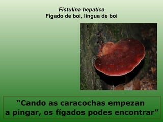 Fistulina hepatica Fígado de boi, lingua de boi “ Cando as caracochas empezan  a pingar, os fígados podes encontrar” 