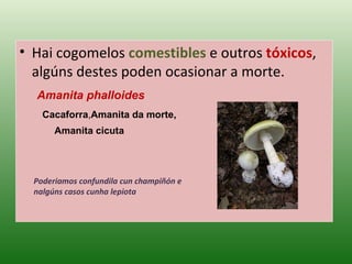 Hai cogomelos  comestibles  e outros  tóxicos , algúns destes poden ocasionar a morte. Amanita phalloides Cacaforra , Amanita da morte,  Amanita cicuta Poderiamos confundila cun champiñón e nalgúns casos cunha lepiota 
