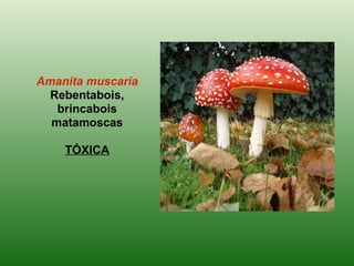 Amanita muscaria Rebentabois, brincabois matamoscas TÓXICA 