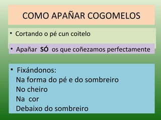 COMO APAÑAR COGOMELOS Cortando o pé cun coitelo Apañar  SÓ   os que coñezamos perfectamente Fixándonos: Na forma do pé e do sombreiro No cheiro Na  cor Debaixo do sombreiro 