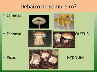 Debaixo do sombreiro? Láminas  Esponxa  BOLETUS  Picos  HYDNUM 