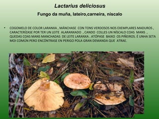 COGOMELO DE COLOR LARANXA , MÁNCHASE  CON TONS VERDOSOS NOS EXEMPLARES MADUROS , CARACTERÍZASE POR TER UN LEITE  ALARANXADO  , CANDO  COLLES UN NÍSCALO COAS  MANS  ,  QUEDAS COAS MANS MANCHADAS  DE LEITE LARANXA . ATÓPASE  BAIXO  OS PIÑEIROS. É UNHA SETA MOI COMÚN PERO ENCÓNTRASE EN PERIGO POLA GRAN DEMANDA QUE  ATRAE. Lactarius deliciosus Fungo da muña, lateiro,carneira, níscalo 