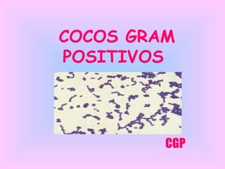 COCOS GRAM
POSITIVOS

CGP

 