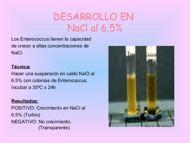 cocos gram positivos