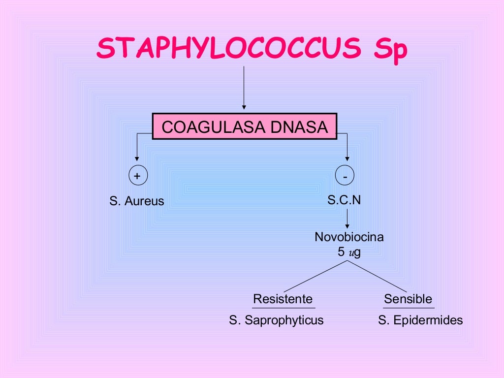 cocos gram positivos
