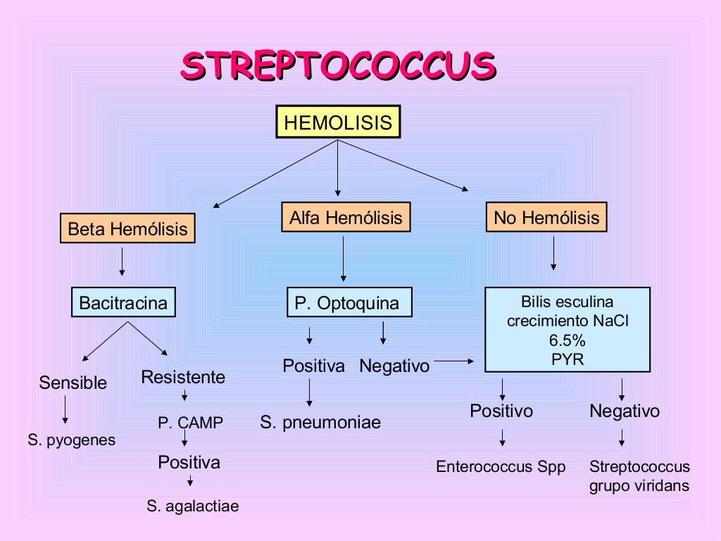 cocos gram positivos