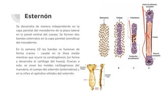 Costillas y esternón. Embriologia _ anomalías.pdf