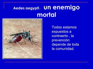 un enemigo
Aedes aegypti :

             mortal
                  Todos estamos
                  expuestos a
                  contraerlo , la
                  prevención
                  depende de toda
                  la comunidad.
 