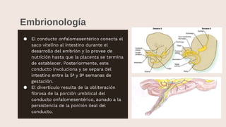 Embrionología
● El conducto onfalomesentérico conecta el
saco vitelino al intestino durante el
desarrollo del embrión y lo provee de
nutrición hasta que la placenta se termina
de establecer. Posteriormente, este
conducto involuciona y se separa del
intestino entre la 5ª y 9ª semanas de
gestación.
● El divertículo resulta de la obliteración
fibrosa de la porción umbilical del
conducto onfalomesentérico, aunado a la
persistencia de la porción ileal del
conducto.
 