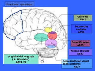 Grafismo AB41 Secuencias verbales  AB39  Decodificacion AB39 A. global del lenguaje ( A. Wernicke)  AB21-22 Acceso al léxico  AB37 Representación visual de las palabras AB37 Funciones  ejecutivas 