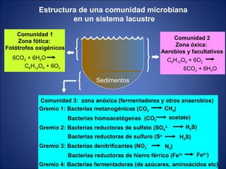 Sedimentos Estructura de una comunidad microbiana  en un sistema lacustre Comunidad 2 Zona óxica:  Aerobios y facultativos Comunidad 3:  zona anóxica (fermentadores y otros anaerobios) Gremio 1: Bacterias metanogénicas (CO 2 CH 4 ) Bacterias homoacetógenas  (CO 2 acetato) Gremio 2: Bacterias reductoras de sulfato (SO 4 2- H 2 S) Bacterias reductoras de sulfuro (S o H 2 S) Gremio 3: Bacterias denitrificantes (NO 3 - N 2 ) Bacterias reductoras de hierro férrico (Fe 3+   Fe 2+ ) Gremio 4: Bacterias fermentadoras (de azúcares, aminoácidos etc) Comunidad 1 Zona fótica:  Fotótrofos oxigénicos 6CO 2  + 6H 2 O C 6 H 12 O 6  + 6O 2 6CO 2  + 6H 2 O C 6 H 12 O 6  + 6O 2 