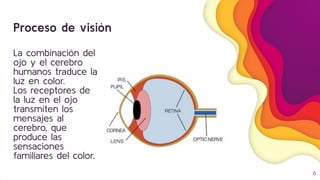 6
La combinación del
ojo y el cerebro
humanos traduce la
luz en color.
Los receptores de
la luz en el ojo
transmiten los
mensajes al
cerebro, que
produce las
sensaciones
familiares del color.
Proceso de visión
 