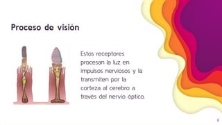Proceso de visión
Estos receptores
procesan la luz en
impulsos nerviosos y la
transmiten por la
corteza al cerebro a
través del nervio óptico.
8
 