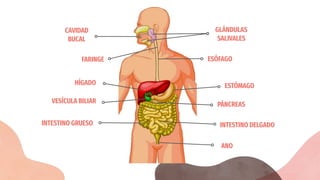 PÁNCREAS
ANO
ESTÓMAGO
INTESTINO DELGADO
INTESTINO GRUESO
VESÍCULA BILIAR
HÍGADO
ESÓFAGO
FARINGE
GLÁNDULAS
SALIVALES
CAVIDAD
BUCAL
 