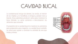 CAVIDAD BUCAL
La cavidad bucal incluye los dientes, las encías, el interior
de las mejillas y la mandíbula, la lengua y paladar duro y
blando. Estas glándulas producen saliva para mantener la
boca húmeda. La saliva comienza a descomponer los
alimentos que consume.
El propósito de la cavidad bucal es masticar los alimentos
para prepararlos para tragarlos. La cavidad bucal también
se utiliza para ayudar a controlar la cantidad de aire que
inhala y exhala.
 