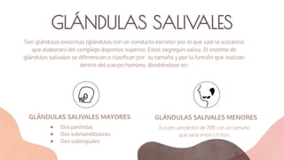 GLÁNDULAS SALIV
ALES
Son glándulas exocrinas (glándulas con un conducto excretor por el que sale la sustancia
que elaboran) del complejo digestivo superior. Estas segregan saliva. El sistema de
glándulas salivales se diferencian o clasiﬁcan por su tamaño y por la función que realizan
dentro del cuerpo humano, dividiéndose en:
GLÁNDULAS SALIVALES MAYORES GLÁNDULAS SALIVALES MENORES
Existen alrededor de 700 con un tamaño
que varía entre 1-5 mm.
● Dos parótidas
● Dos submandibulares
● Dos sublinguales
 