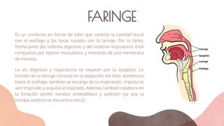 FARINGE
Es un conducto en forma de tubo que conecta la cavidad bucal
con el esófago y las fosas nasales con la laringe. Por lo tanto,
forma parte del sistema digestivo y del sistema respiratorio. Está
compuesta por tejidos musculosos y revestido de una membrana
de mucosa.
La vía digestiva y respiratoria se separan por la epiglotis. La
función de la faringe consiste en la deglución del bolo alimenticio
hasta el esófago, también se encarga de la respiración, impulsa el
aire inspirado y expulsa el espirado. Además también colabora en
la fonación (emitir sonidos entendibles) y audición (ya que la
trompa auditiva se encuentra cerca).
 