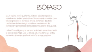 ESÓFAGO
Es un órgano hueco que forma parte de aparato digestivo,
situado entre ambos pulmones en el mediastino posterior, cuya
función principal es movilizar el bolo alimenticio desde la
cavidad bucal al estómago a través de movimientos de
contracción (peristálticos) de las capas musculares de su pared.
La función esofágica es el transporte del bolo alimenticio desde
la boca al estómago. Ésta se lleva a cabo mediante las ondas
derivadas de la contracción de los músculos de su pared.
 