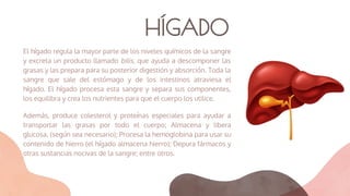HÍGADO
El hígado regula la mayor parte de los niveles químicos de la sangre
y excreta un producto llamado bilis, que ayuda a descomponer las
grasas y las prepara para su posterior digestión y absorción. Toda la
sangre que sale del estómago y de los intestinos atraviesa el
hígado. El hígado procesa esta sangre y separa sus componentes,
los equilibra y crea los nutrientes para que el cuerpo los utilice.
Además, produce colesterol y proteínas especiales para ayudar a
transportar las grasas por todo el cuerpo; Almacena y libera
glucosa, (según sea necesario); Procesa la hemoglobina para usar su
contenido de hierro (el hígado almacena hierro); Depura fármacos y
otras sustancias nocivas de la sangre; entre otros.
 