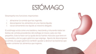 ESTÓMAGO
Desempeña tres funciones importantes:
1. almacenar la comida que has ingerido;
2. descomponer los alimentos en una mezcla líquida;
3. vaciar lentamente ese líquido al intestino delgado.
El estómago actúa como una batidora, mezclando y triturando todas las
bolitas de comida procedentes del esófago en trozos cada vez más
pequeños. Esto lo hace con la ayuda de los fuertes músculos que tiene en
sus paredes y de los jugos gástricos que segrega. Aparte de descomponer
la comida, los jugos gástricos también ayudan a destruir las bacterias que
pueden contener los alimentos que ingieres.
 