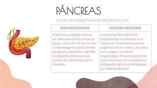 PÁNCREAS
FUNCION EXOCRINA FUNCION ENDOCRINA
El páncreas segrega enzimas,
las más conocidas la amilasa y
lipasa. La función de las mismas
es descomponer químicamente
las grasas y proteínas ingeridas
en pequeñas porciones que
pueden ser absorbidas por el
intestino.
La proteína más importante
producida por el páncreas es la
insulina. Es fundamental para la
regulación de los niveles de azúcar
en la sangre. Las células
responsables de la producción de
estas hormonas no se encuentran
distribuidas de forma homogénea
por todo el páncreas.
Las dos principales funciones del páncreas son:
 