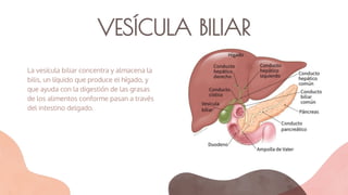 VESÍCULA BILIAR
La vesícula biliar concentra y almacena la
bilis, un líquido que produce el hígado, y
que ayuda con la digestión de las grasas
de los alimentos conforme pasan a través
del intestino delgado.
 