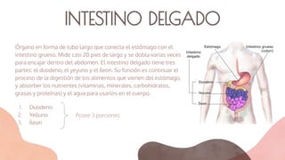 INTESTINO DELGADO
Órgano en forma de tubo largo que conecta el estómago con el
intestino grueso. Mide casi 20 pies de largo y se dobla varias veces
para encajar dentro del abdomen. El intestino delgado tiene tres
partes: el duodeno, el yeyuno y el íleon. Su función es continuar el
proceso de la digestión de los alimentos que vienen del estómago,
y absorber los nutrientes (vitaminas, minerales, carbohidratos,
grasas y proteínas) y el agua para usarlos en el cuerpo.
1. Duodeno
2. Yelluno
3. Íleon
Posee 3 porciones
 