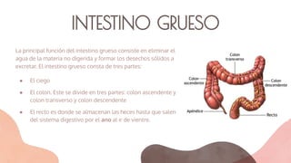 INTESTINO GRUESO
La principal función del intestino grueso consiste en eliminar el
agua de la materia no digerida y formar los desechos sólidos a
excretar. El intestino grueso consta de tres partes:
● El ciego
● El colon. Este se divide en tres partes: colon ascendente y
colon transverso y colon descendente
● El recto es donde se almacenan las heces hasta que salen
del sistema digestivo por el ano al ir de vientre.
 