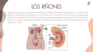 LOS RIÑONES
Luego de consumir los nutrientes recibidos, las células devuelven los desechos a la sangre. Los
riñones la ﬁltran para quitárselos y los eliminan en la orina junto con el exceso de agua, pues
también se encargan de mantener constante el volumen de agua en el cuerpo. Los uréteres, llevan
la orina a la vejiga. Cuando esta se llena, el cerebro da a la vejiga la orden de contraerse y la orina
sale por un uréter.
 