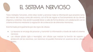 EL SISTEMA NERVIOSO
Tiene múltiples funciones, entre ellas recibir y procesar toda la información que proviene tanto
del interior del cuerpo como del entorno, con el ﬁn de regular el funcionamiento de los demás
órganos y sistemas. Esta acción la puede llevar a cabo de forma directa o en colaboración con el
sistema endocrino mediante la regulación de la liberación de diferentes hormonas.
Está formado principalmente por dos tipos de células:
● La neurona se encarga de procesar y transmitir la información a través de todo el sistema
nervioso.
● Las células gliales (glía o neuroglia), son células que realizan la función de soporte y
protección de las neuronas. Las neuronas no pueden funcionar en ausencia de las células
gliales.
 