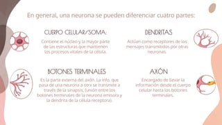 En general, una neurona se pueden diferenciar cuatro partes:
AXÓN
CUERPO CELULAR/SOMA:
Contiene el núcleo y la mayor parte
de las estructuras que mantienen
los procesos vitales de la célula.
DENDRITAS
Actúan como receptores de los
mensajes transmitidos por otras
neuronas.
Encargado de llevar la
información desde el cuerpo
celular hasta los botones
terminales.
BOTONES TERMINALES
Es la parte externa del axón. La info. que
pasa de una neurona a otra se transmite a
través de la sinapsis, (unión entre los
botones terminales de la neurona emisora y
la dendrita de la célula receptora).
 