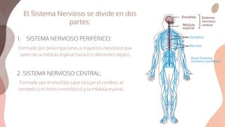 El Sistema Nervioso se divide en dos
partes:
1. SISTEMA NERVIOSO PERIFÉRICO:
2. SISTEMA NERVIOSO CENTRAL:
Formado por el encéfalo (que incluye el cerebro, el
cerebelo y el tronco encefálico) y la médula espinal.
Formado por prolongaciones o trayectos nerviosos que
salen de la médula espinal hacia los diferentes tejidos.
 