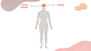 CORTEZA
CEREBRAL
CEREBRO
 