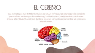 EL CEREBRO
Está formado por más de 100 mil millones de células nerviosas: las neuronas. Está protegido
por el cráneo, varias capas de membranas y un líquido claro (cerebroespinal) que también
protege a la médula. El cerebro es donde se procesan y crean los pensamientos, las emociones
y los recuerdos.
 
