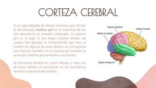 CORTEZA CEREBRAL
Es la capa delgada de células nerviosas que forman
la denominada materia gris en la superﬁcie de los
dos hemisferios (o mitades) cerebrales. La materia
gris es el lugar al que llegan muchas señales del
cuerpo. Por ejemplo, la interpretación que hace el
cerebro de algunas de estas señales se corresponde
con nuestros sentidos. En la materia gris también se
producen nuestros pensamientos conscientes.
Se encuentra dividida en cuatro lóbulos y cada uno
de estos lóbulos se encuentran en los hemisferios
derecho e izquierdo del cerebro.
 