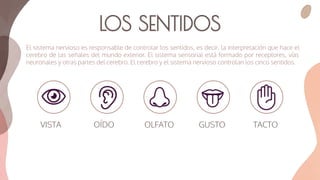 El sistema nervioso es responsable de controlar los sentidos, es decir, la interpretación que hace el
cerebro de las señales del mundo exterior. El sistema sensorial está formado por receptores, vías
neuronales y otras partes del cerebro. El cerebro y el sistema nervioso controlan los cinco sentidos.
LOS SENTIDOS
VISTA TACTO
GUSTO
OLFATO
OÍDO
 