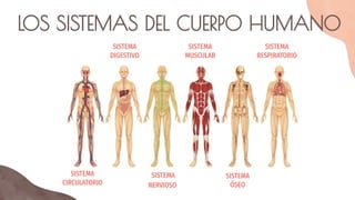 LOS SISTEMAS DEL CUERPO HUMANO
SISTEMA
RESPIRATORIO
SISTEMA
NERVIOSO
SISTEMA
ÓSEO
SISTEMA
DIGESTIVO
SISTEMA
MUSCULAR
SISTEMA
CIRCULATORIO
 