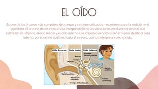 EL OÍDO
Es uno de los órganos más complejos del cuerpo y contiene delicados mecanismos para la audición y el
equilibrio. El proceso de oír involucra la interpretación de las vibraciones en el aire (el sonido) que
estimulan el tímpano, el oído medio y el oído interno. Los impulsos nerviosos son enviados desde el oído
interno, por el nervio auditivo, hasta el cerebro, que los interpreta como sonido.
 
