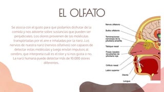Se asocia con el gusto para que podamos disfrutar de la
comida y nos advierte sobre sustancias que pueden ser
perjudiciales. Los olores provienen de las moléculas
transportadas por el aire e inhaladas por la nariz. Los
nervios de nuestra nariz (nervios olfativos) son capaces de
detectar estas moléculas y luego envían impulsos al
cerebro, que interpreta cuál es el olor y si nos gusta o no.
La nariz humana puede detectar más de 10.000 olores
diferentes.
EL OLFATO
 