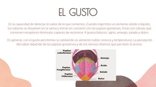 EL GUSTO
Es la capacidad de detectar el sabor de lo que comemos. Cuando ingerimos un alimento sólido o líquido,
los sabores se disuelven en la saliva y entran en contacto con las papilas gustativas. Estas son células que
contienen receptores diminutos capaces de reconocer 4 gustos básicos: agrio, amargo, salado y dulce.
En general, con el gusto percibimos la calidad de un alimento (sabor, textura y temperatura). La percepción
del sabor depende de las papilas gustativas y de los nervios olfativos que perciben el aroma.
 