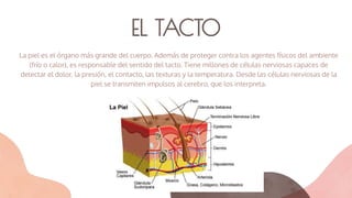 EL TACTO
La piel es el órgano más grande del cuerpo. Además de proteger contra los agentes físicos del ambiente
(frío o calor), es responsable del sentido del tacto. Tiene millones de células nerviosas capaces de
detectar el dolor, la presión, el contacto, las texturas y la temperatura. Desde las células nerviosas de la
piel se transmiten impulsos al cerebro, que los interpreta.
 