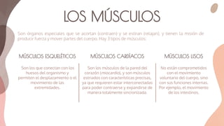 Son órganos especiales que se acortan (contraen) y se estiran (relajan), y tienen la misión de
producir fuerza y mover partes del cuerpo. Hay 3 tipos de músculos:
LOS MÚSCULOS
MÚSCULOS ESQUELÉTICOS MÚSCULOS CARDÍACOS MÚSCULOS LISOS
Son los que conectan con los
huesos del organismo y
permiten el desplazamiento o el
movimiento de las
extremidades.
Son los músculos de la pared del
corazón (miocardio), y son músculos
estriados con características precisas,
ya que requieren estar interconectadas
para poder contraerse y expandirse de
manera totalmente sincronizada.
No están comprometidos
con el movimiento
voluntario del cuerpo, sino
con sus funciones internas.
Por ejemplo, el movimiento
de los intestinos.
 