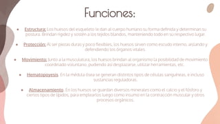 ● Estructura: Los huesos del esqueleto le dan al cuerpo humano su forma deﬁnida y determinan su
postura. Brindan rigidez y sostén a los tejidos blandos, manteniendo todo en su respectivo lugar.
● Protección: Al ser piezas duras y poco ﬂexibles, los huesos sirven como escudo interno, aislando y
defendiendo los órganos vitales.
● Movimiento: Junto a la musculatura, los huesos brindan al organismo la posibilidad de movimiento
coordinado voluntario, pudiendo así desplazarse, utilizar herramientas, etc.
● Hematopoyesis. En la médula ósea se generan distintos tipos de células sanguíneas, e incluso
sustancias reguladoras.
● Almacenamiento. En los huesos se guardan diversos minerales como el calcio y el fósforo y
ciertos tipos de lípidos, para emplearlos luego como insumo en la contracción muscular y otros
procesos orgánicos.
Funciones:
 