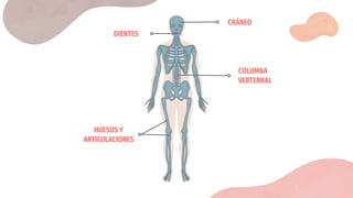 COLUMNA
VERTEBRAL
HUESOS Y
ARTICULACIONES
CRÁNEO
DIENTES
 