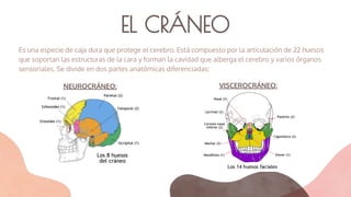 EL CRÁNEO
Es una especie de caja dura que protege el cerebro. Está compuesto por la articulación de 22 huesos
que soportan las estructuras de la cara y forman la cavidad que alberga el cerebro y varios órganos
sensoriales. Se divide en dos partes anatómicas diferenciadas:
NEUROCRÁNEO: VISCEROCRÁNEO:
 