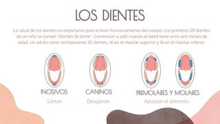 LOS DIENTES
La salud de los dientes es importante para el buen funcionamiento del cuerpo. Los primeros 20 dientes
de un niño se llaman “dientes de leche”. Comienzan a salir cuando el bebé tiene unos seis meses de
edad. Un adulto tiene normalmente 32 dientes, 16 en el maxilar superior y 16 en el maxilar inferior.
CANINOS
Desgarran.
INCISIVOS
Cortan
PREMOLARES Y MOLARES
Aplastan el alimento.
 
